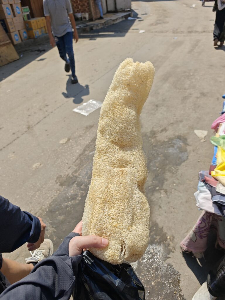 エジプトのAttaba市場で120円でこの大きさのへちまを買いました。これでも小さい方です。