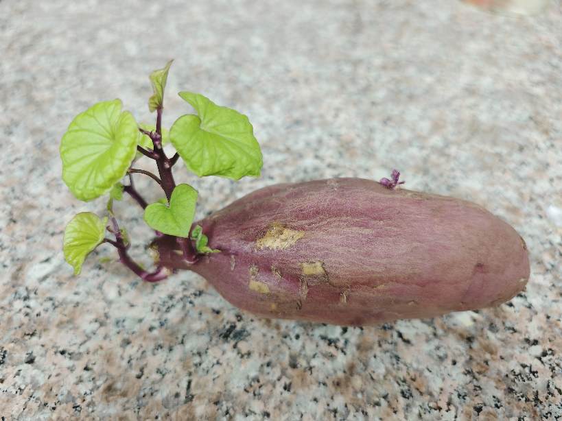ドバイのWemartでかったサツマイモに芽が出てきた
